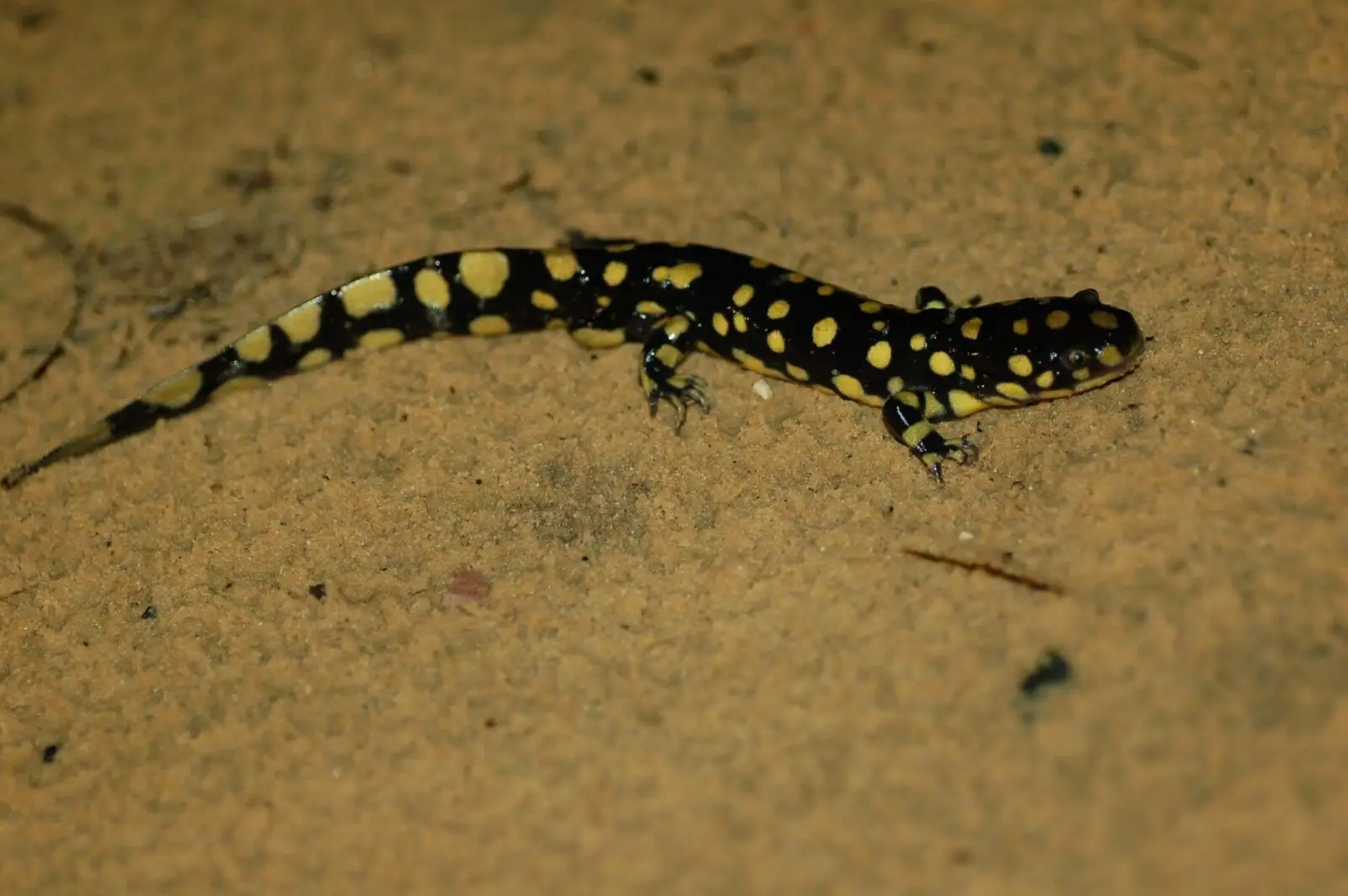Salamandre tigrée