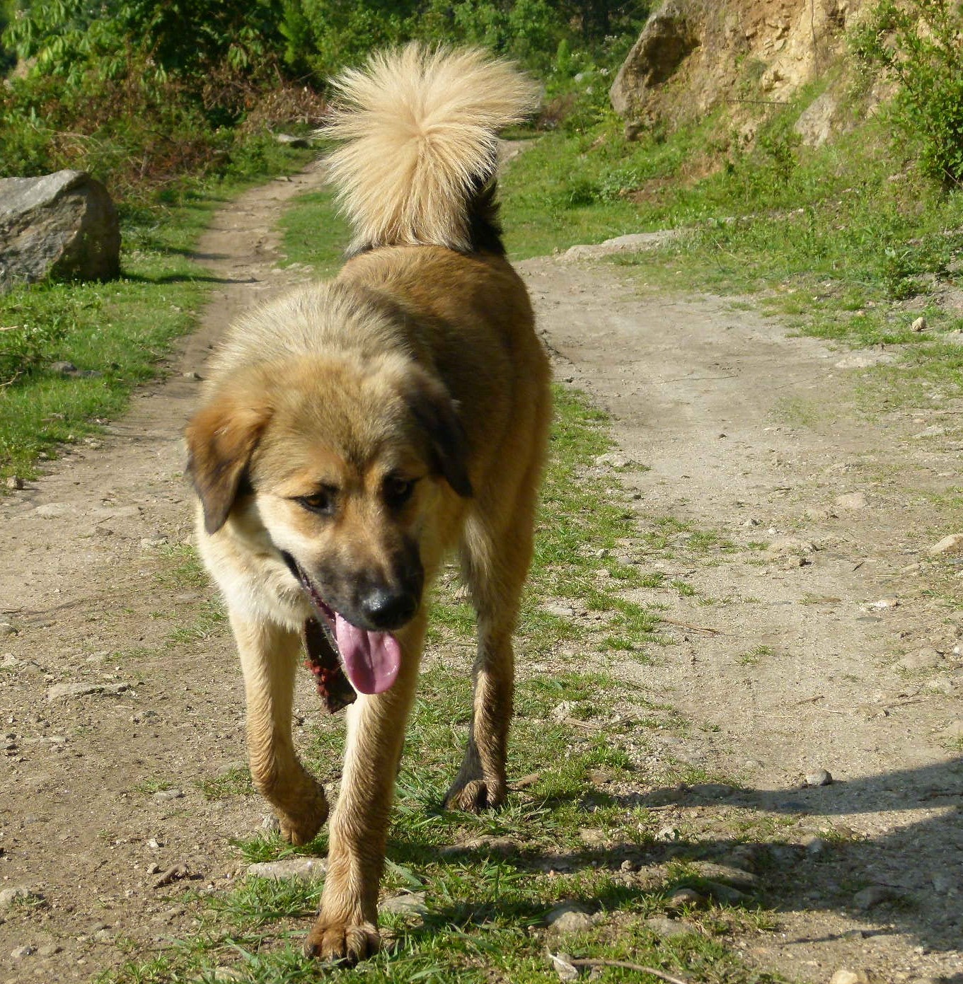 Chien de berger de l'Himalaya