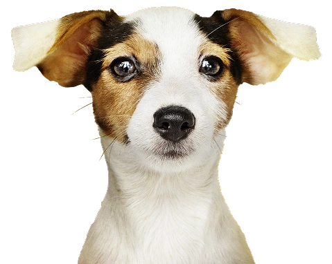 Chien